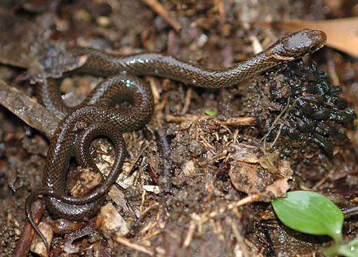 ヒバカリの幼蛇…？