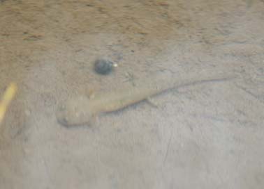 カスミサンショウウオの幼生…7月