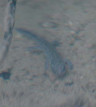 8月のカスミサンショウウオ