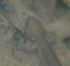 えらがない？…カスミサンショウウオ