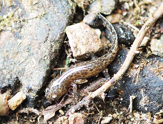 肺呼吸をするようになったカスミサンショウウオ
