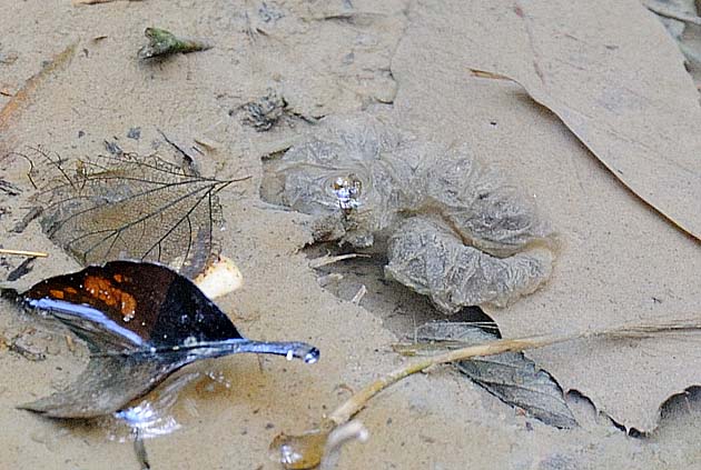 2月のカスミサンショウウオの卵のう