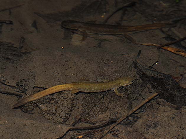卵のうの近くにいるカスミサンショウウオ成体