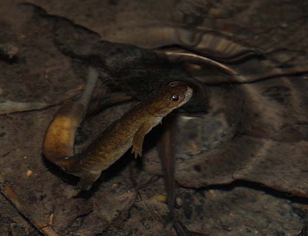 水面に空気を吸いに上がったカスミサンショウウオ成体