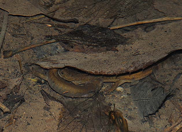 絡み合う2ひきのカスミサンショウウオ成体