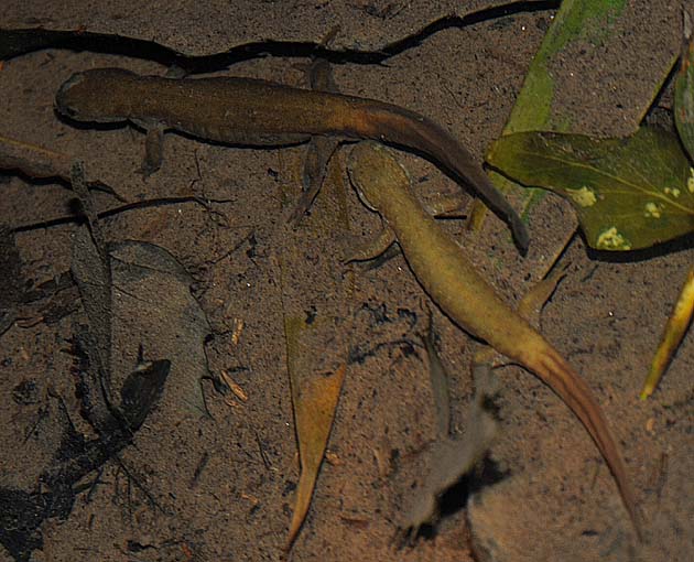 メスを追う繁殖期のオスのカスミサンショウウオ成体