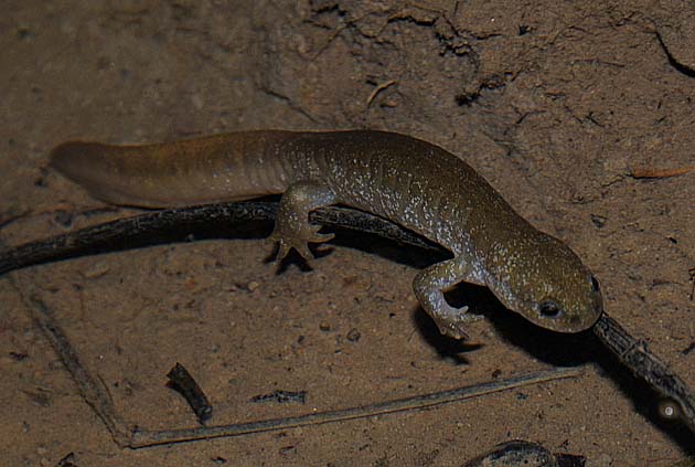 後ろ足の指が5本のカスミサンショウウオ成体