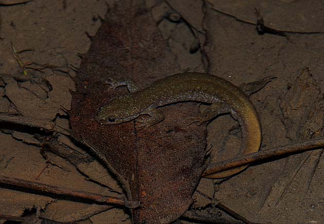 白い点の模様がはっきりしたカスミサンショウウオ成体
