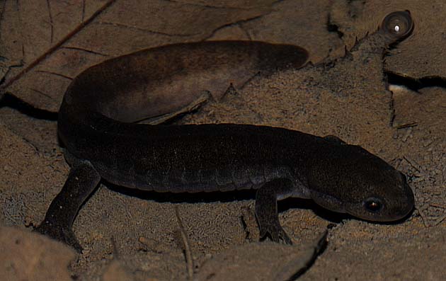 黒っぽいカスミサンショウウオの成体