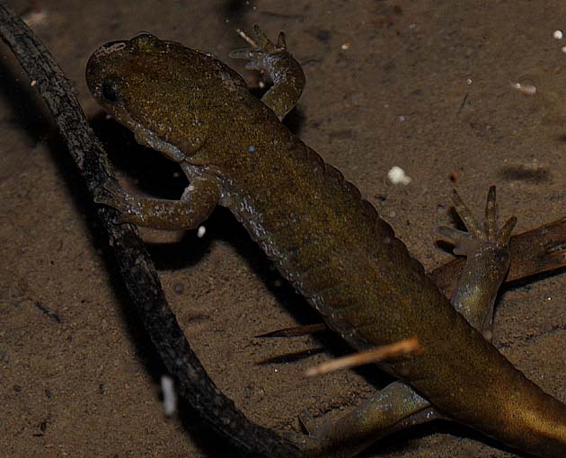 カスミサンショウウオ成体のの前肢と後肢