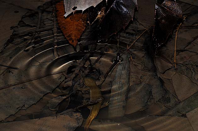 空気を吸うカスミサンショウウオ成体