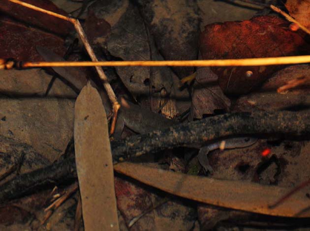 2011年初見のカスミサンショウウオ成体