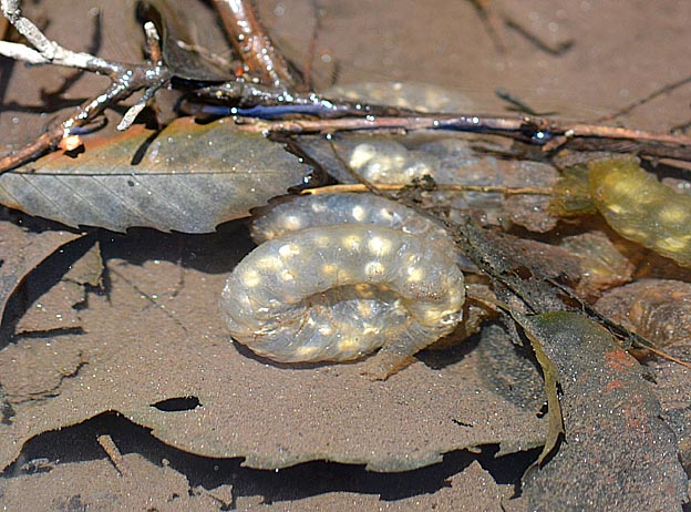 カスミサンショウウオの卵のう