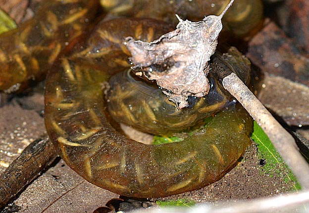 カスミサンショウウオの卵のう