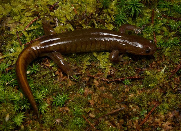 カスミサンショウウオ成体の写真