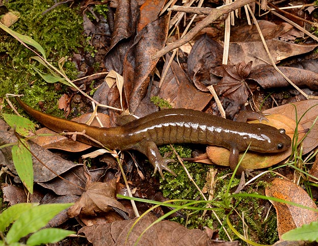 カスミサンショウウオの成体の写真