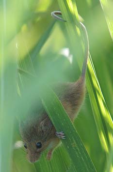 巣に戻ってきたカヤネズミ