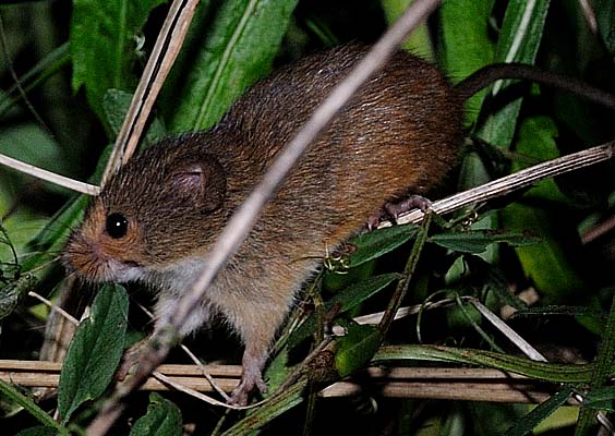 戻ってきたカヤネズミの成体