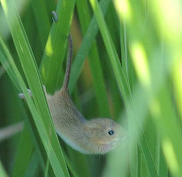 「ひょいっ。軽いものさ。」カヤネズミが言った。…まさか…