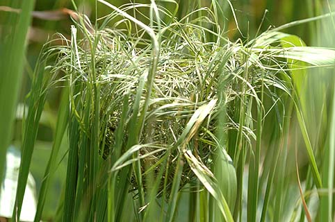 レースのようなカヤネズミの巣