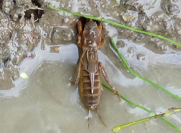 水をはじくケラ