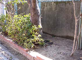 クマバチの落ちていた場所