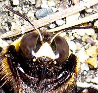 クマバチの雄の顔