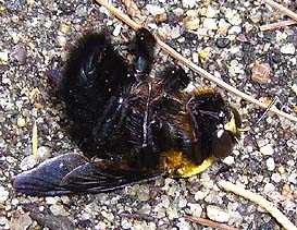 元気なクマバチの雄