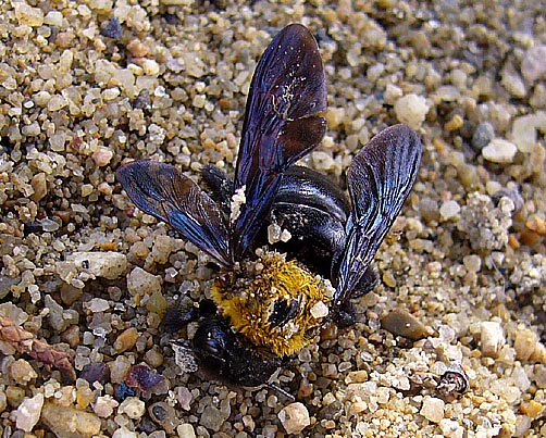 落ちていたクマバチ