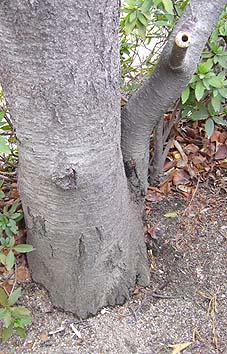 クマバチの巣の位置