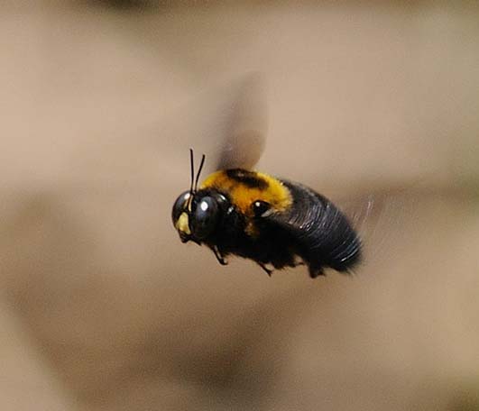 ホバリング中のクマバチのオス
