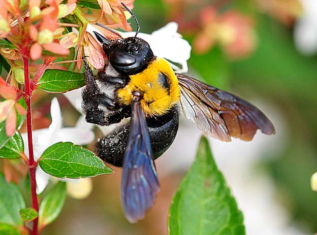 アベリアで盗蜜するクマバチのメス