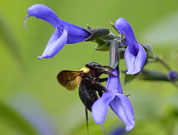 盗蜜するクマバチ