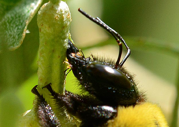 盗蜜中のクマバチ