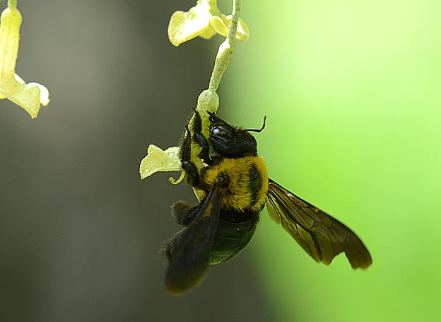 グミで吸蜜するクマバチ