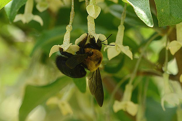 グミで吸蜜するクマバチ