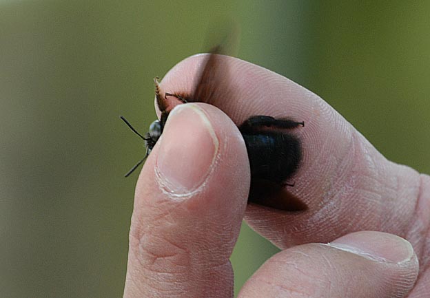 つかまった木ばねクマバチのオス