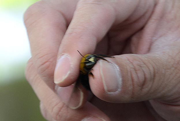 つかまったキムネクマバチのオス