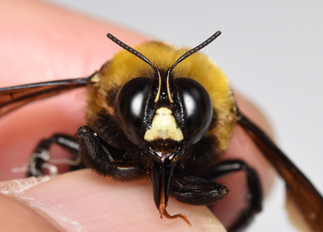 オスのクマバチの顔の写真