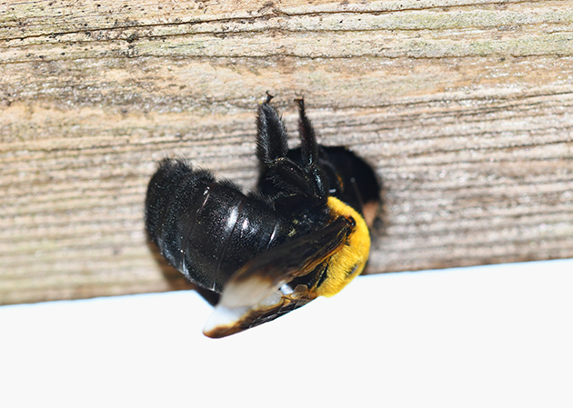 クマバチの写真