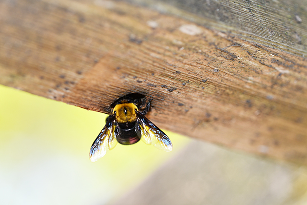 キムネクマバチの写真