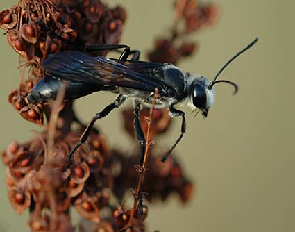 クロアナバチの写真
