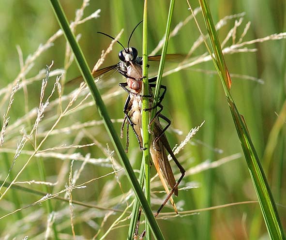 獲物を運ぶクロアナバチ
