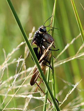 獲物をつかまえたクロアナバチ
