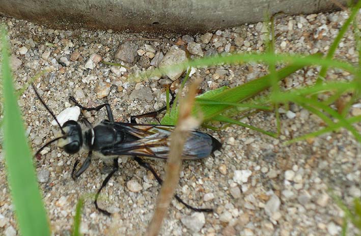 ツユムシのなかまを運ぶクロアナバチ