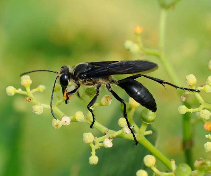 ヤブガラシの蜜を吸うクロアナバチ