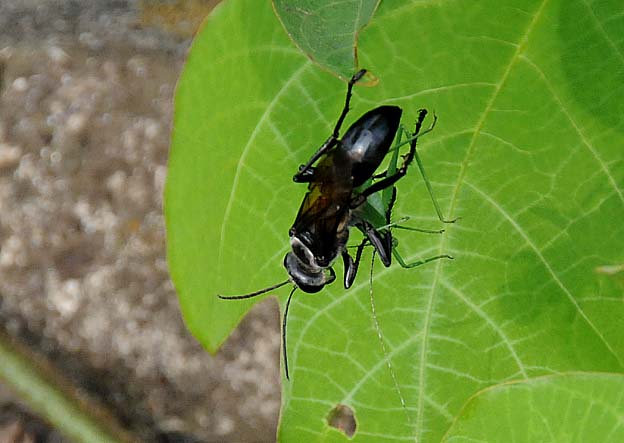 ツユムシのなかまの幼虫を捕まえたクロアナバチ