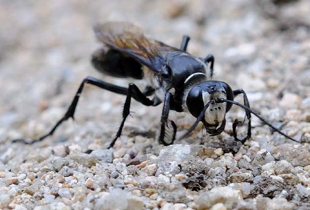 穴から出入りするクロアナバチ