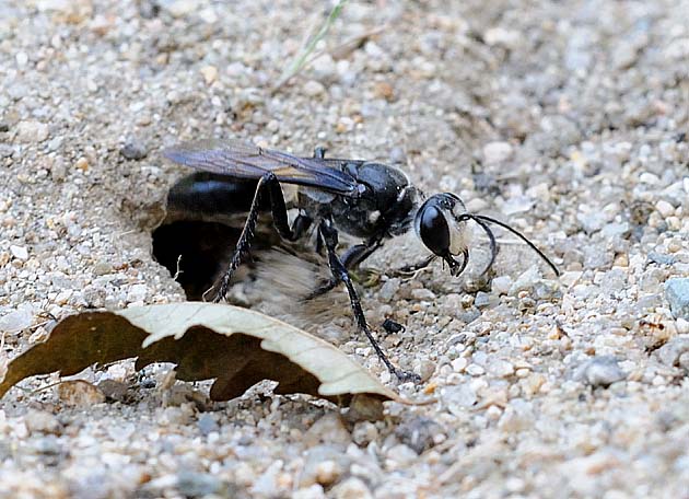 穴を埋めるクロアナバチ