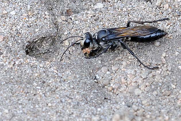 穴を掘るクロアナバチ